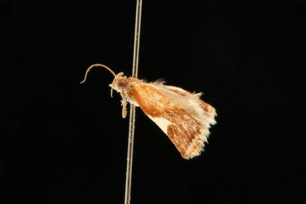 Image of White-triangle Tortrix