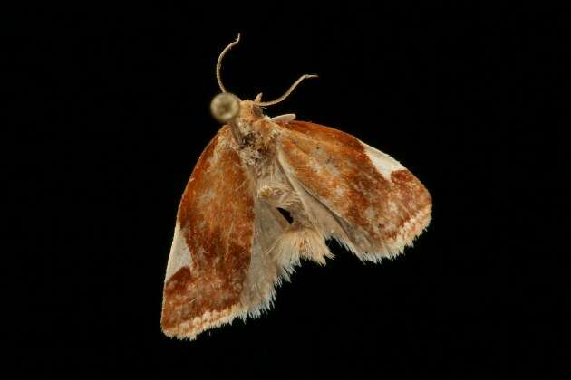 Image of White-triangle Tortrix