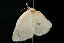 Image of White-Fringed Emerald