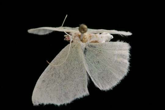 Image of White-Fringed Emerald