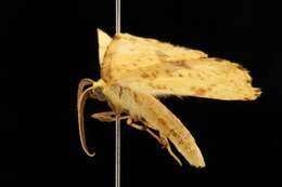 Image of Crocus Geometer Moth