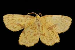 Image of Crocus Geometer Moth