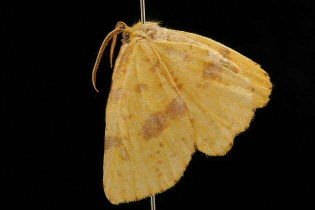 Image of Crocus Geometer Moth