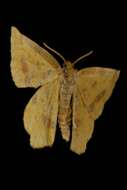 Image of Crocus Geometer Moth