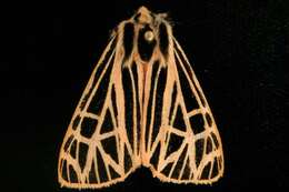 Image of Virgin Tiger Moth