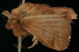 Image of Forest Tent Caterpillar Moth