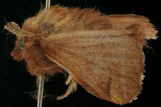 Image of Forest Tent Caterpillar Moth