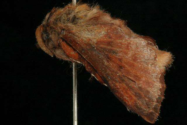 Image of American Lappet Moth