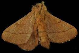 Image of Forest Tent Caterpillar Moth