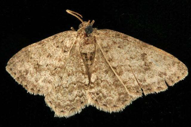 Image of The Small Engrailed