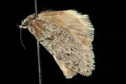 Image of Dull Flatbody Moth