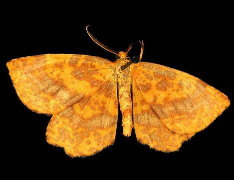 Image of Crocus Geometer Moth