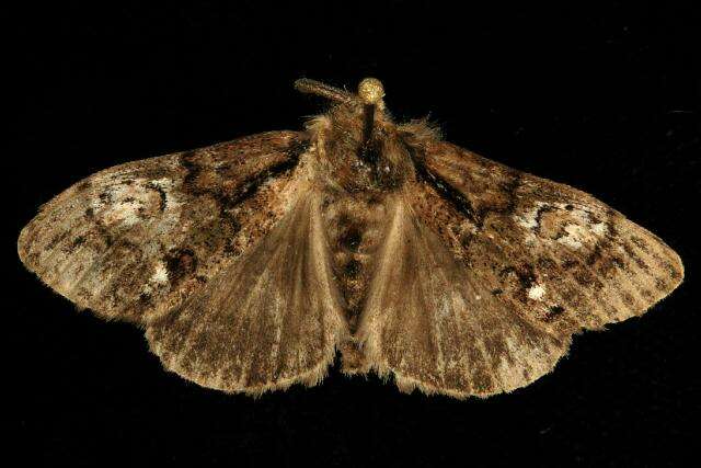 Image of Northern Pine Tussock Moth