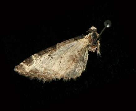 صورة <i>Eupithecia ravocostaliata</i>