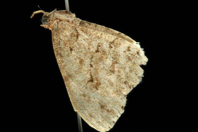 Image of The Small Engrailed