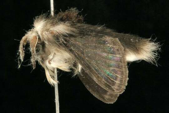 Image of Larch Lappet Moth