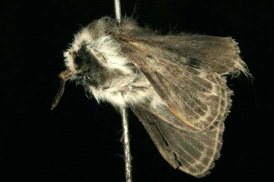 Image of Larch Lappet Moth