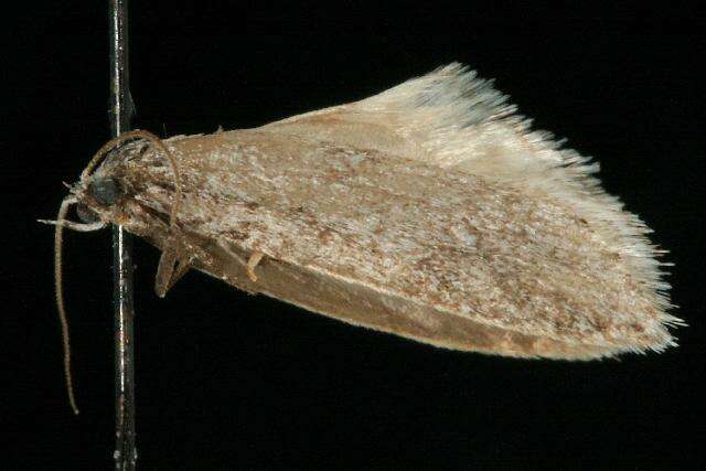 Image of Dull Flatbody Moth