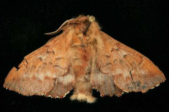 Image of American Lappet Moth