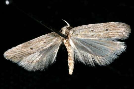 Image of Helcystogramma fernaldella Busck 1903