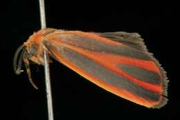 Image of Scarlet-winged Lichen Moth