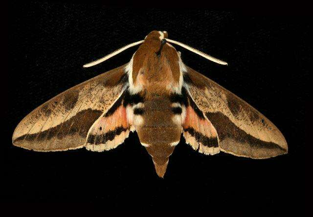 Image of Spurge Hawk Moth