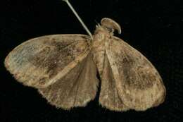 Image of Definite Tussock Moth