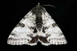 Image of White Underwing, The Relict