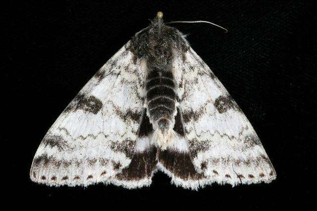 Image of White Underwing, The Relict