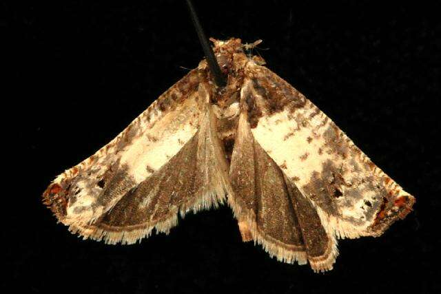 Image of Goldenrod Gall Moth