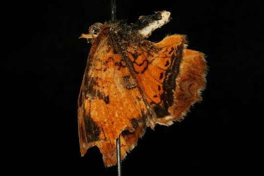 Image of Phyciodes tharos