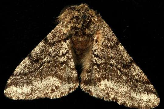 Image of Stout Spanworm Moth