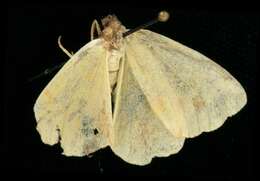 Image of Crocus Geometer Moth