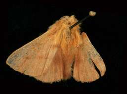 Image of Forest Tent Caterpillar Moth