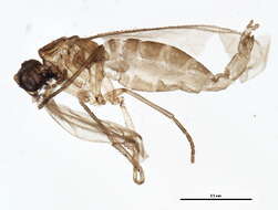 Image of <i>Corynoptera furcata</i>