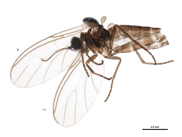 Plancia ëd Scatopsciara atomaria (Zetterstedt 1851)