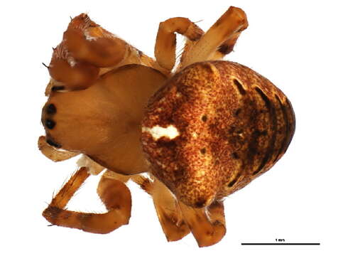 Image of Araneus saevus (L. Koch 1872)