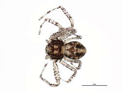 Image of Philodromus vulgaris (Hentz 1847)