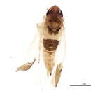 Image of Erythridula wysongi (Ross & De Long 1953)