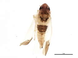 Image of Erythridula wysongi (Ross & De Long 1953)