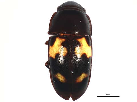 Image of Glischrochilus fasciatus (Olivier 1790)