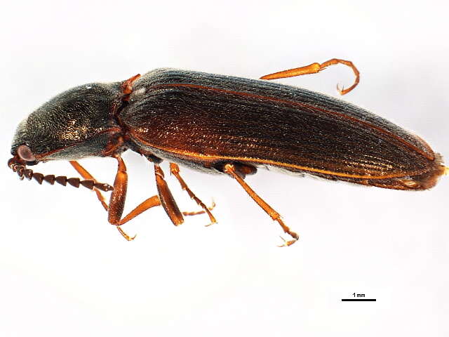 Image of <i>Sylvanelater cylindriformis</i>