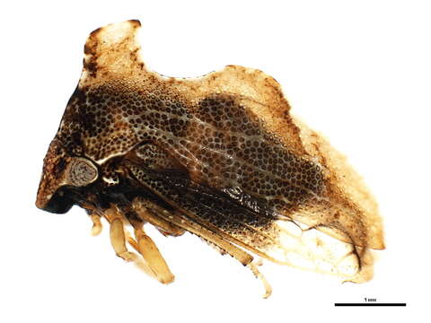 Image of Entylia carinata Forster