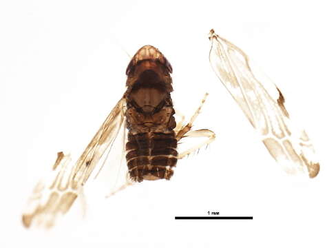 Слика од Erasmoneura vulnerata (Fitch 1851)