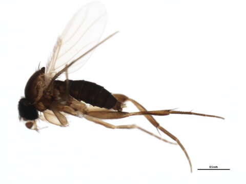 Image of scuttle flies