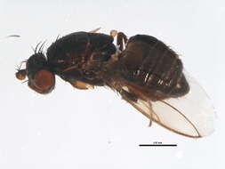 Image of Fly