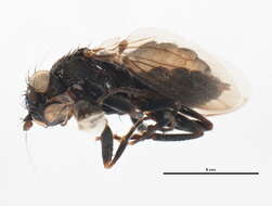 Image of Apteromyia claviventris (Strobl 1909)