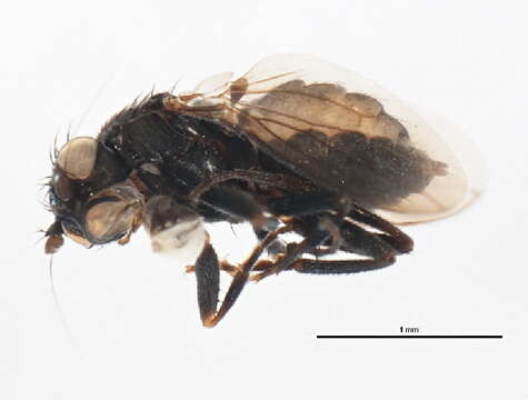 Image of Apteromyia claviventris (Strobl 1909)