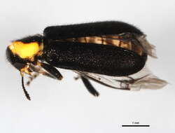 Image of Placopterus