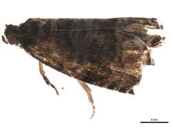 Image of <i>Grapholita packardi</i>